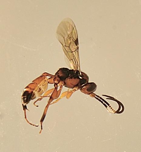 Réf. 310 931 : Apaeleticus sp.